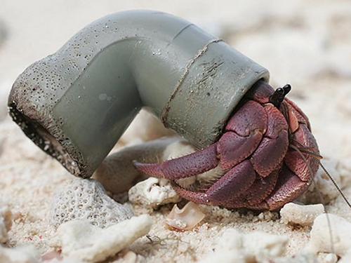 Hermet Crab in a Plastic Pipe